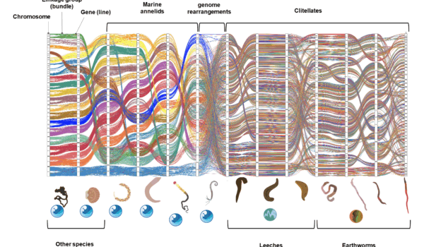 las lombrices y su flexibilidad evolutiva